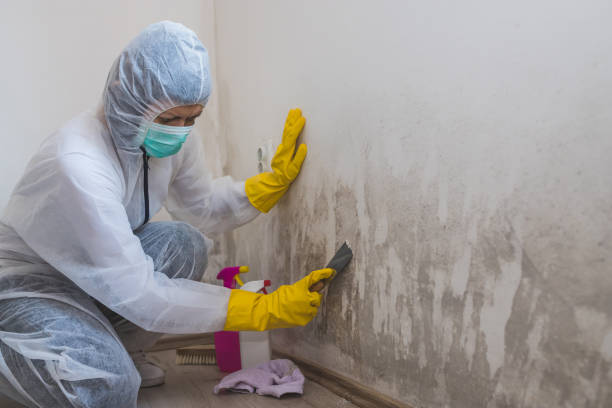 Best Local Mold Removal Service  in La Ada Flintridge, CA