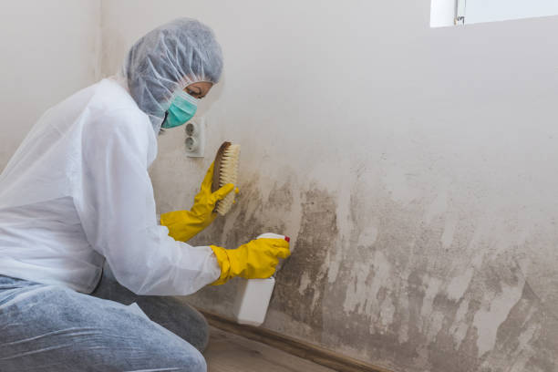 Best Toxic Mold Removal  in La Ada Flintridge, CA