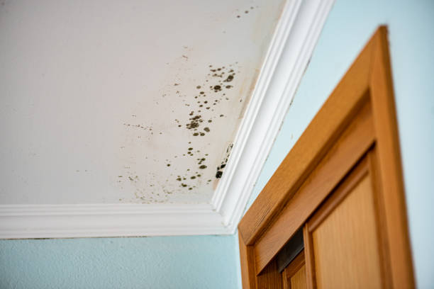 Best Mold Removal Company Near Me  in La Ada Flintridge, CA