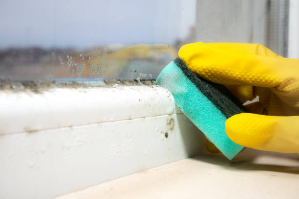 Best Black Mold Removal  in La Ada Flintridge, CA
