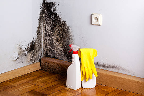 Best Professional Mold Removal  in La Ada Flintridge, CA